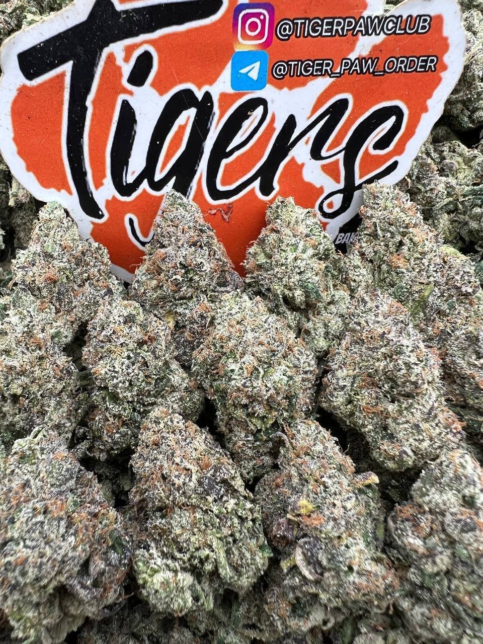 ZAZA Lemon Cherry Gelato (D08)
