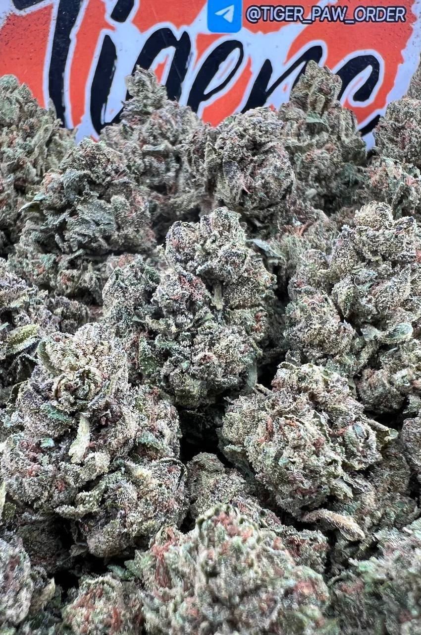 Alien Gelato (D31)