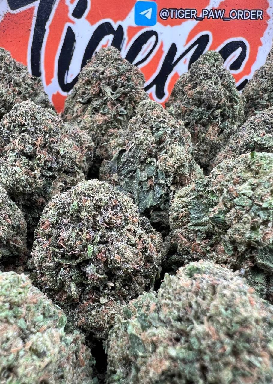 Bubblegum Gelato (D35)