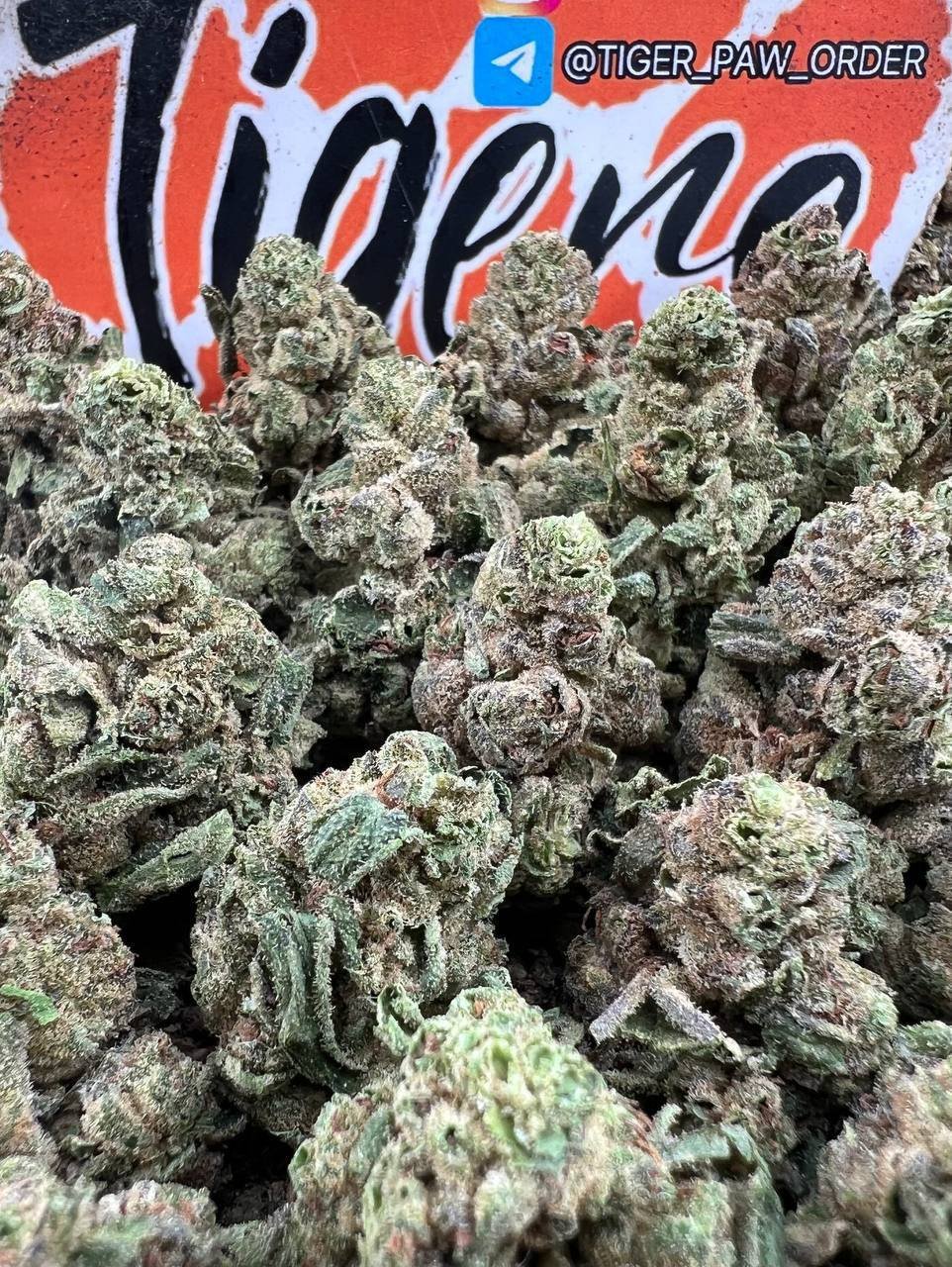 Gelato 42 Strain