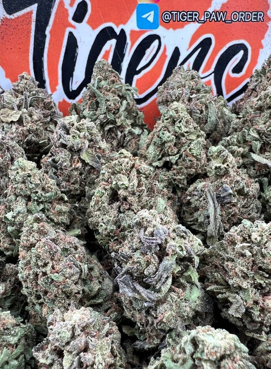 Purple Gas strain