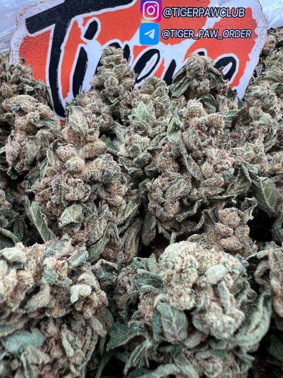 Snow Bud Strain