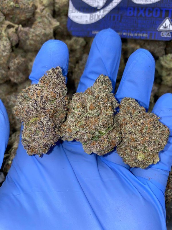 Exotic Biscotti Weed Strain