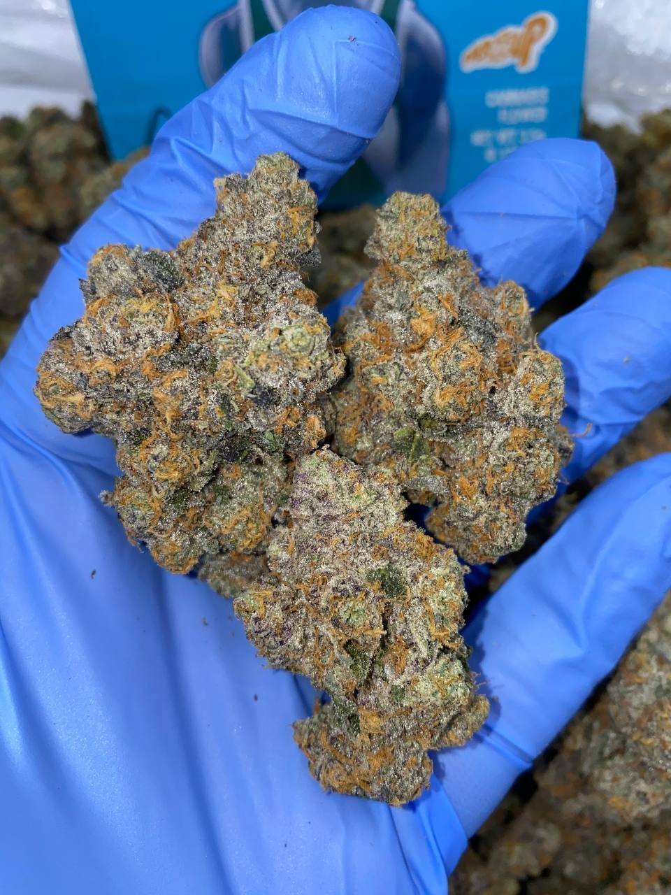 Exotic Gary Payton Strain