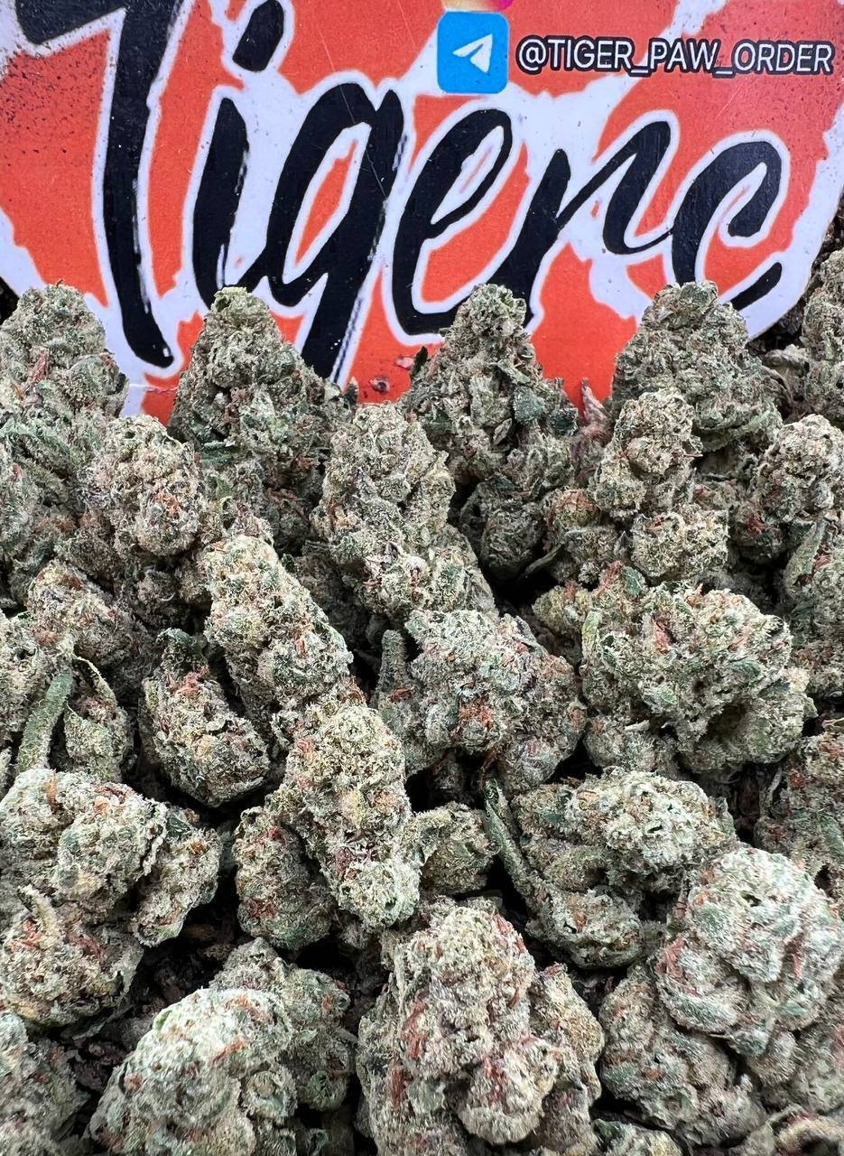 Thin Mint strain
