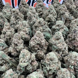 Chocolate strain