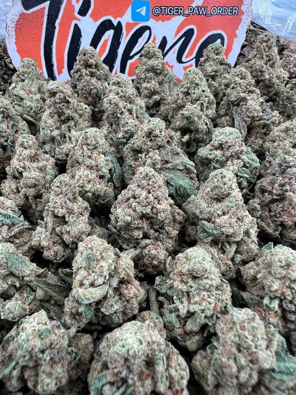 Chocolate strain