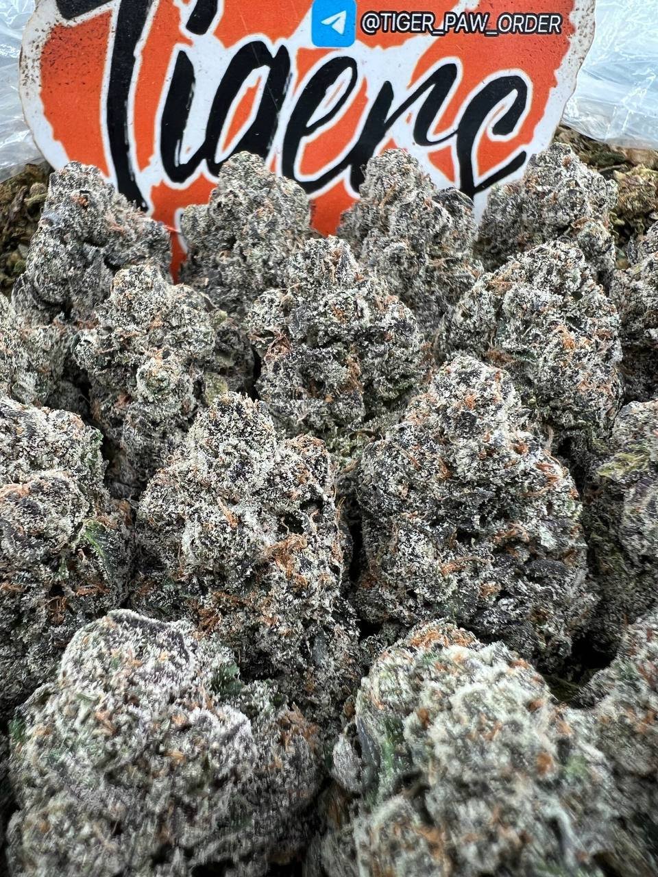 Lava LCG strain