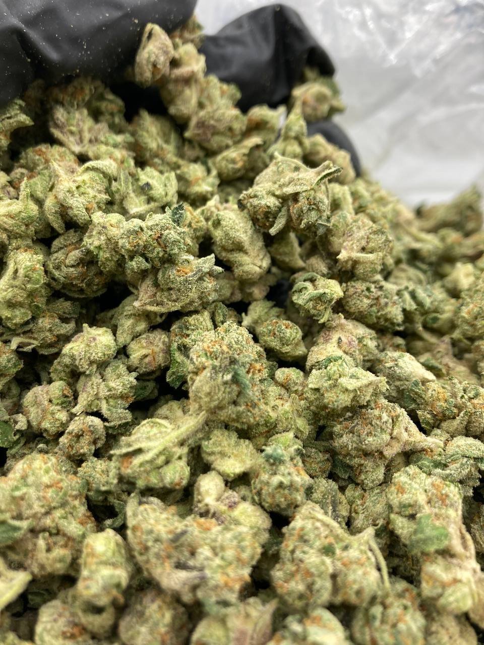 BISCOTTI RUNTZ Strain