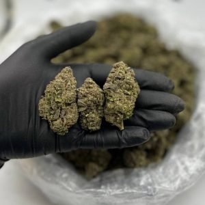 Black Runtz strain