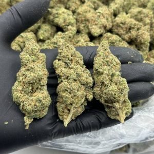Jack Rabbit Strain