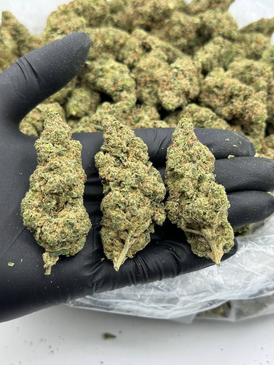 Jack Rabbit Strain