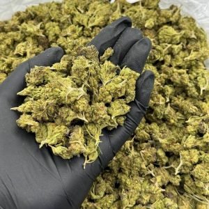 Gummy Bunz strain